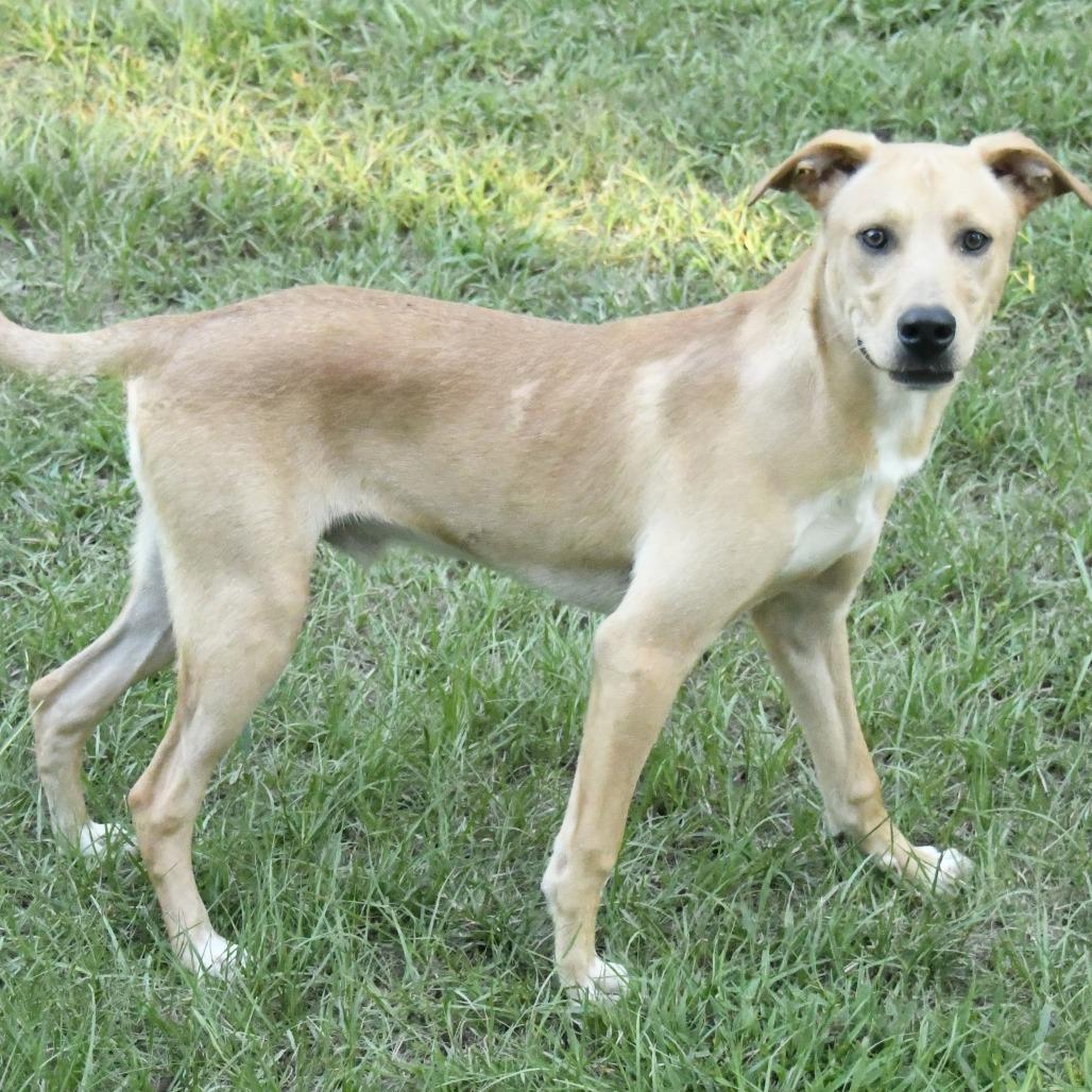 Enlarge Wayne, a Adoptable mixed breed in Natchez, MS image 4/5