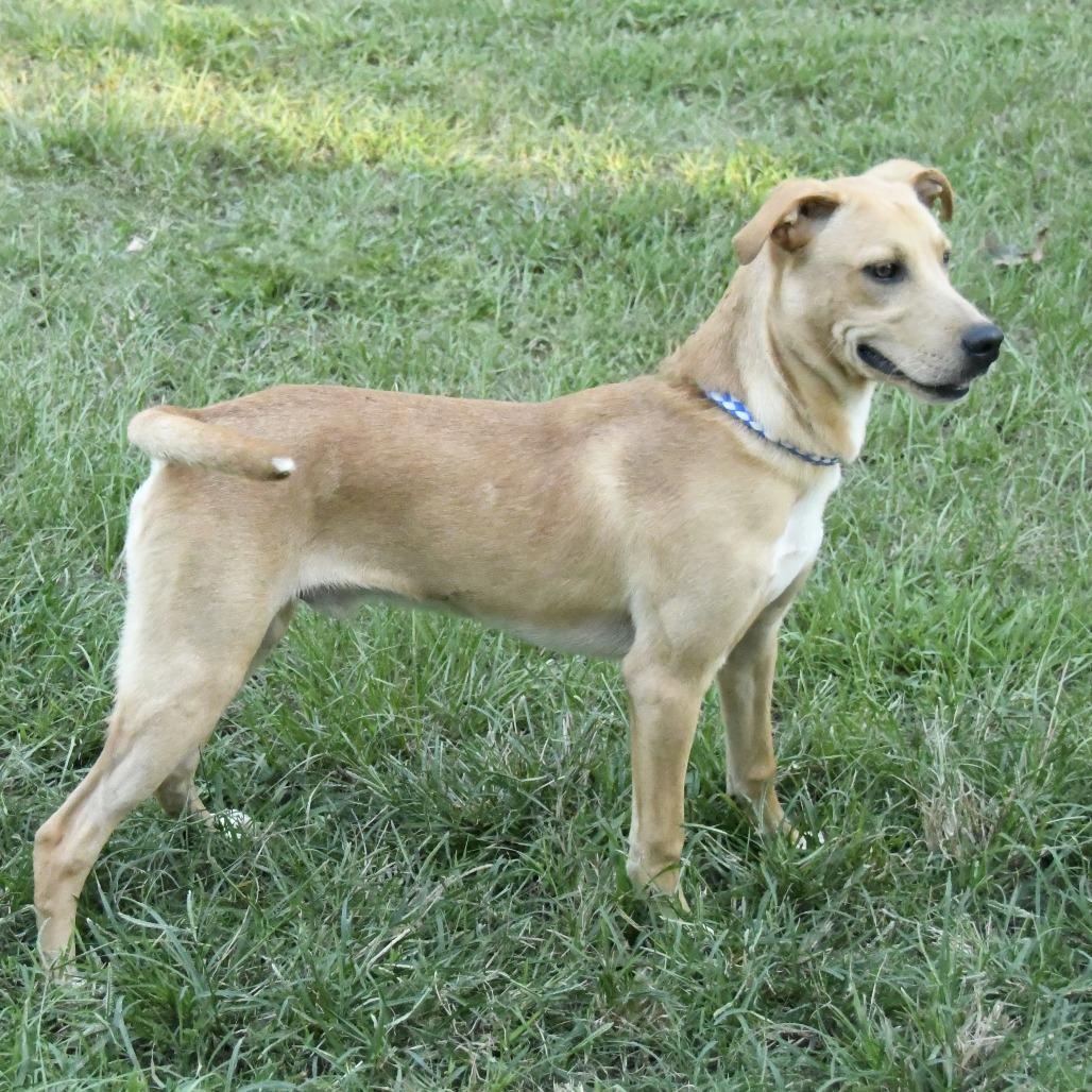 Enlarge Wayne, a Adoptable mixed breed in Natchez, MS image 5/5