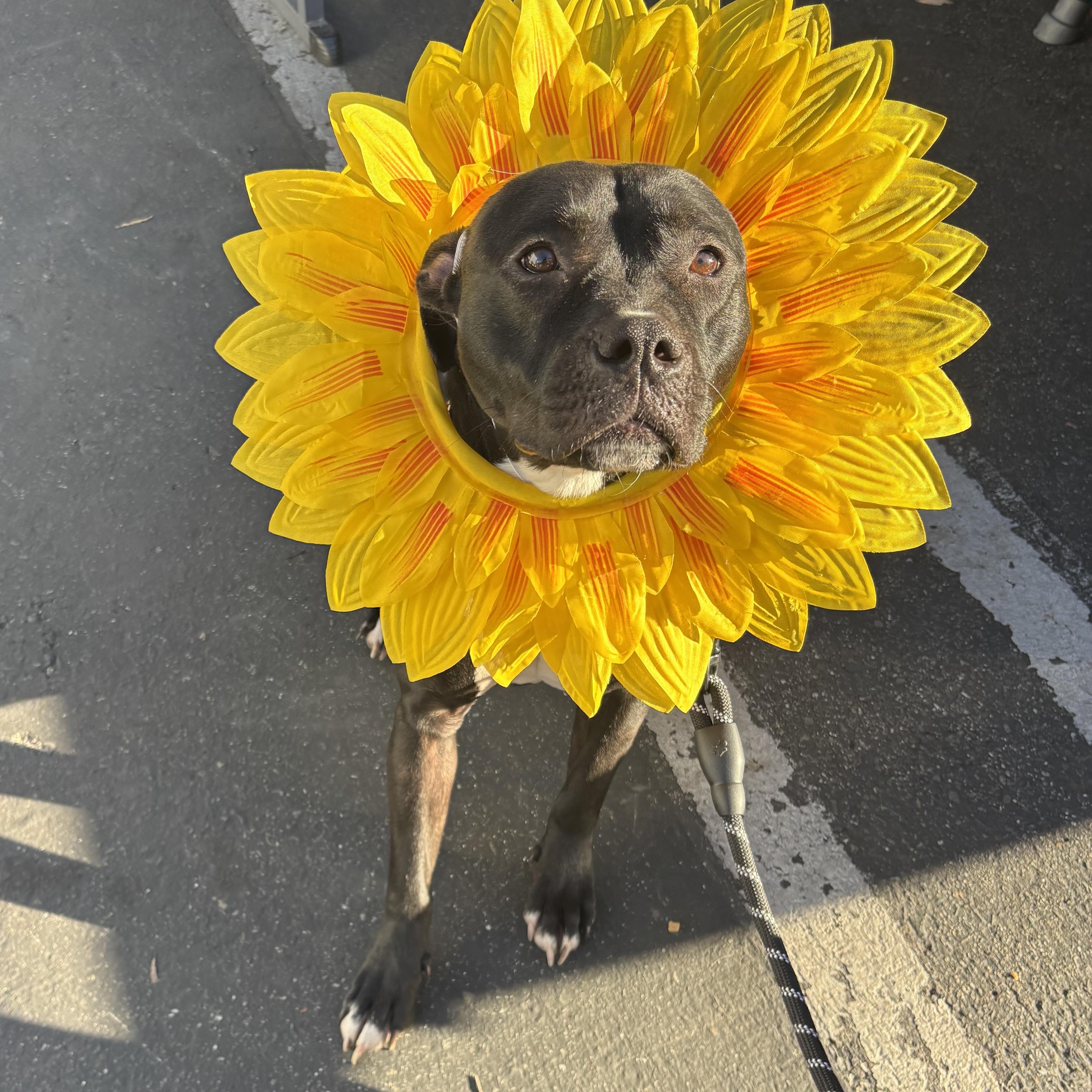 Enlarge Stella, a Adoptable American Staffordshire Terrier in Rancho Santa Margarita, CA image 1/6