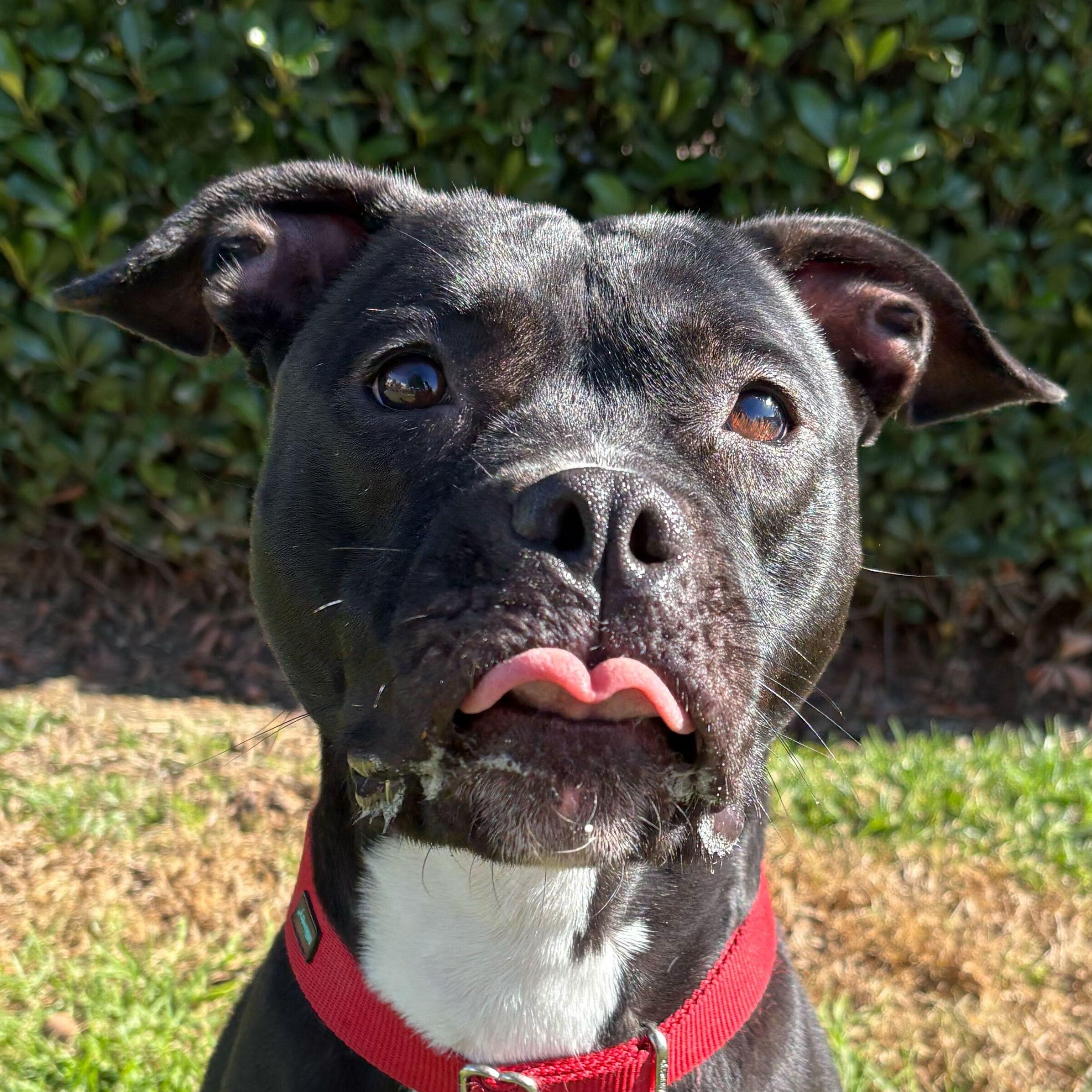 Stella, Adoptable, Adult Female American Staffordshire Terrier.
