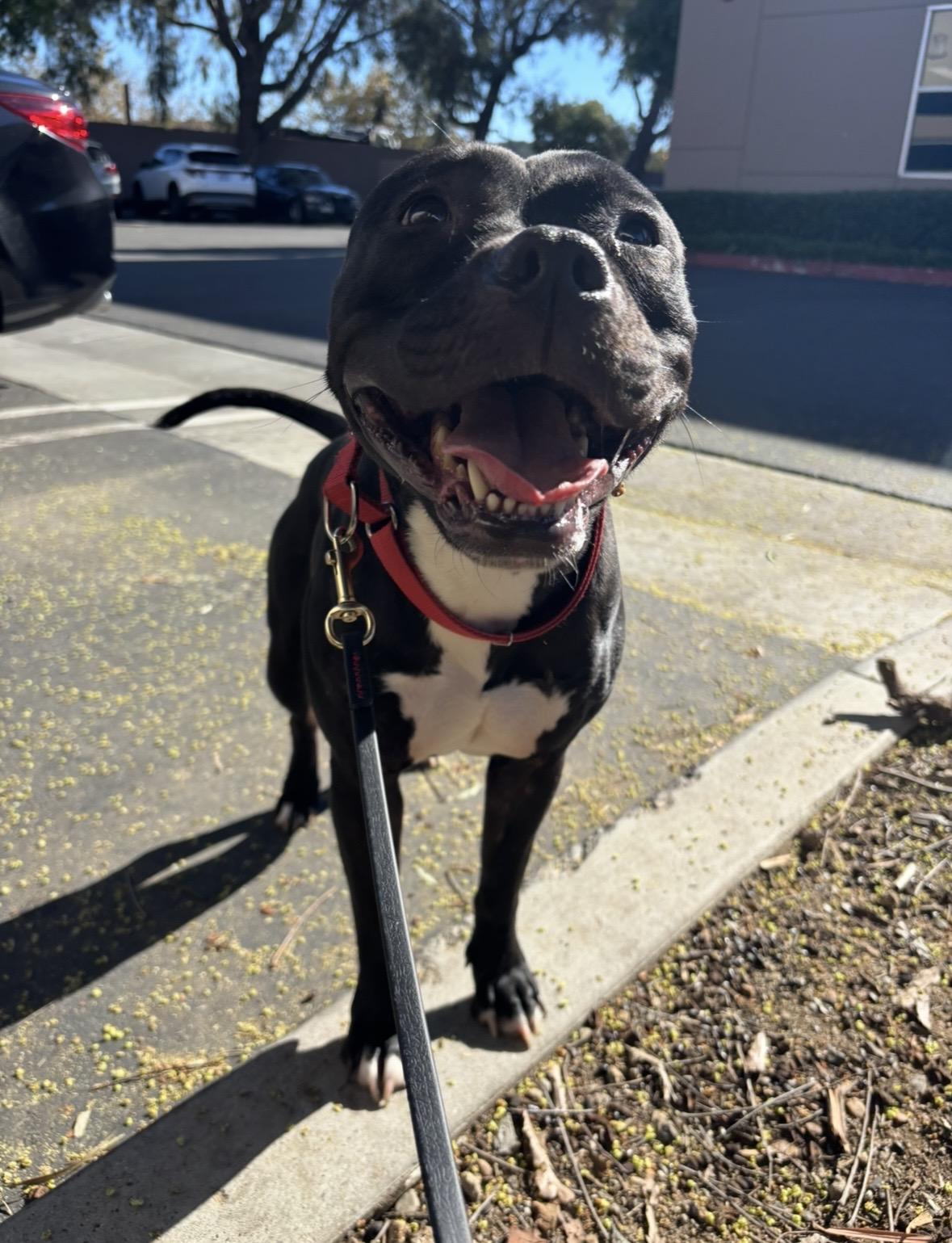 Stella, a Adoptable American Staffordshire Terrier in Rancho Santa Margarita, CA image 1/6