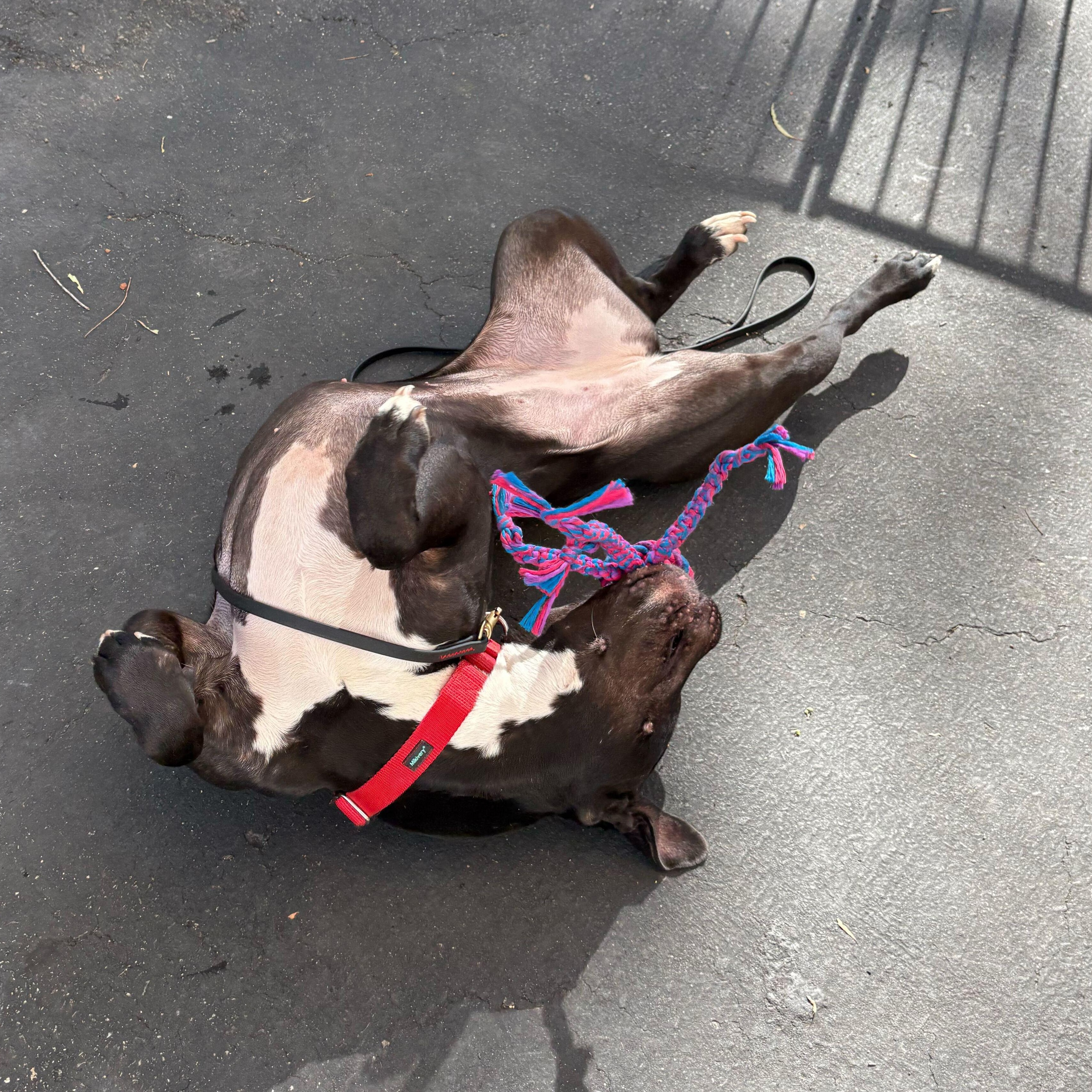 Stella, a Adoptable American Staffordshire Terrier in Rancho Santa Margarita, CA image 6/6