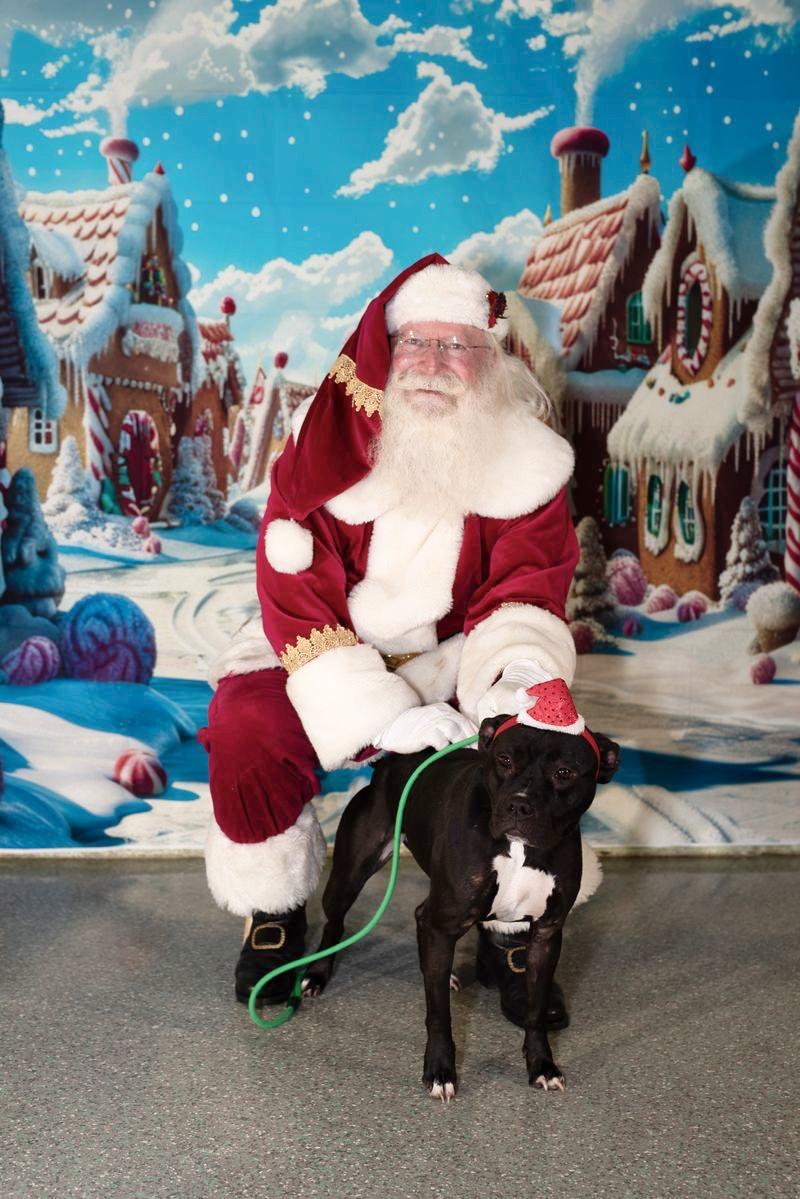 Stella, Adoptable, Adult Female American Staffordshire Terrier.