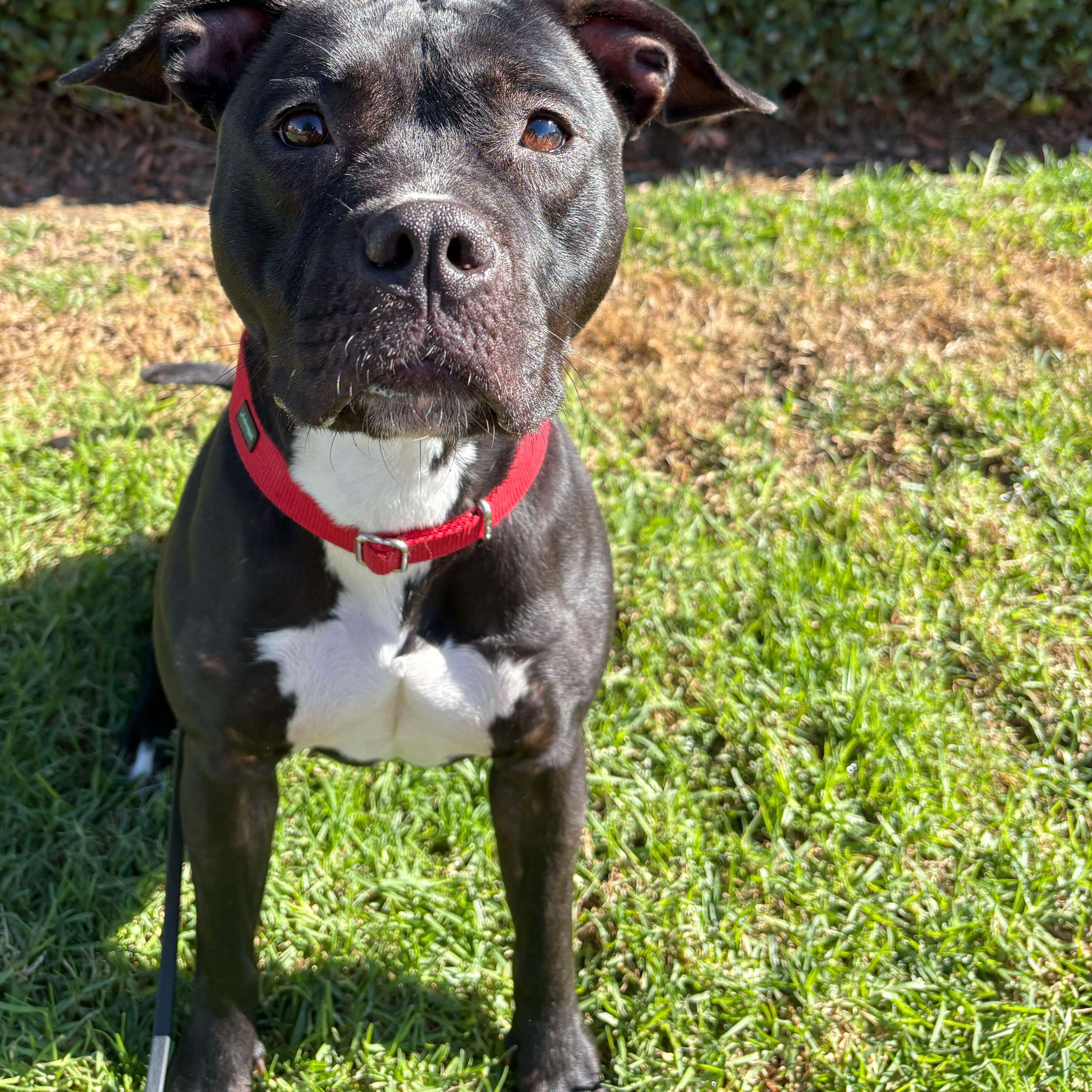 Stella, a Adoptable American Staffordshire Terrier in Rancho Santa Margarita, CA image 5/6
