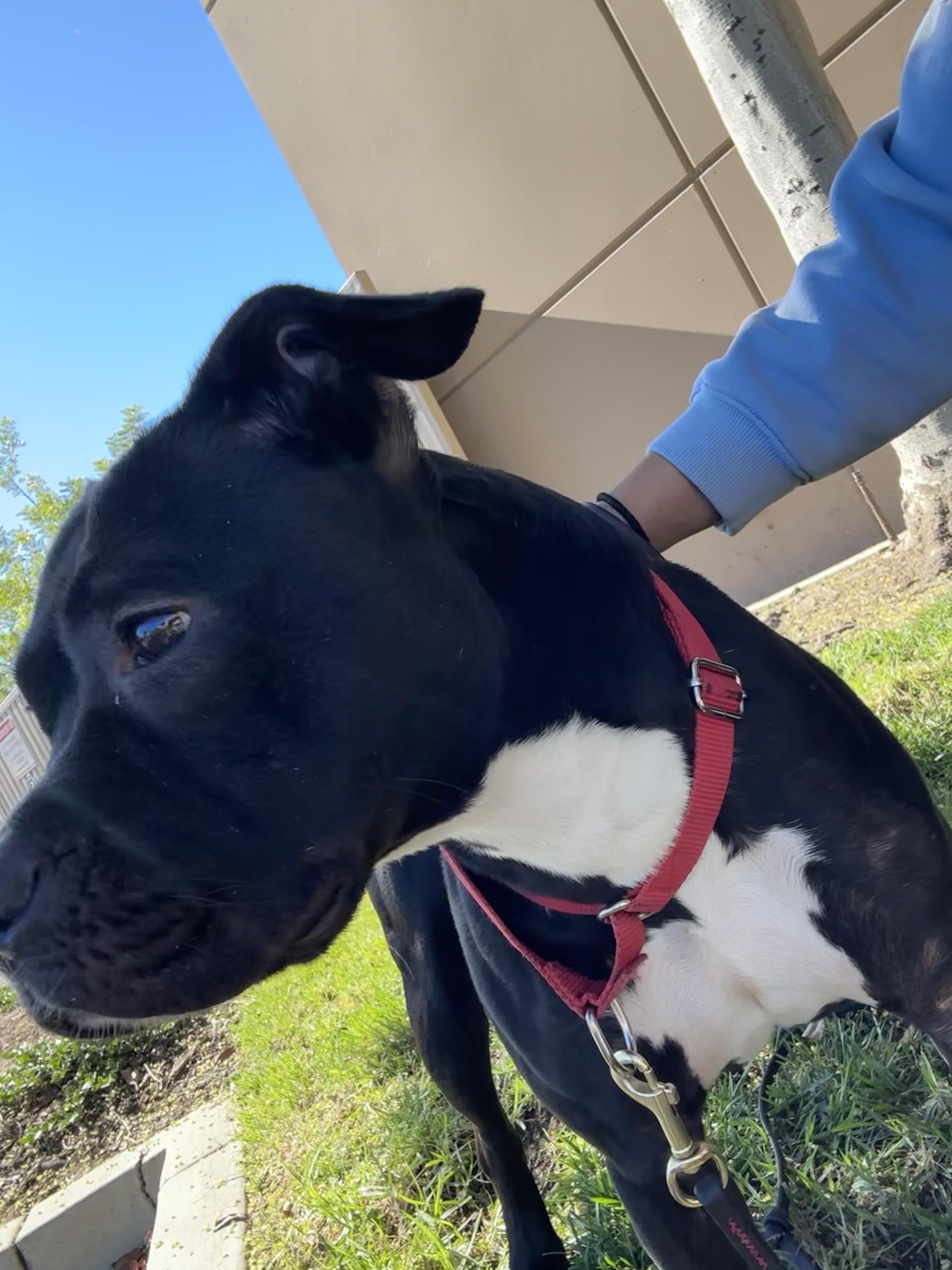 Stella, a Adoptable American Staffordshire Terrier in Rancho Santa Margarita, CA image 2/6