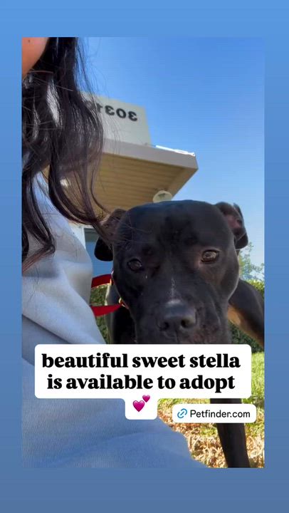 Enlarge Stella, a Adoptable American Staffordshire Terrier in Rancho Santa Margarita, CA video 6/6