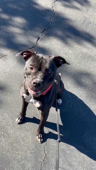 Enlarge Stella, a Adoptable American Staffordshire Terrier in Rancho Santa Margarita, CA video 3/6