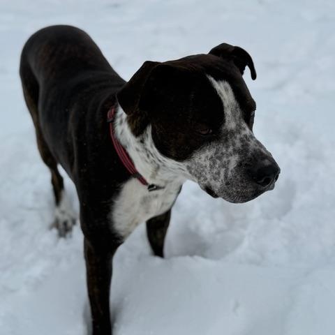 Enlarge Cujo, a ADOPTABLE mixed breed in Woodstock, ON image 3/6