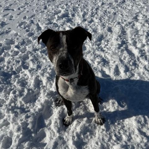Enlarge Cujo, a ADOPTABLE mixed breed in Woodstock, ON image 2/6