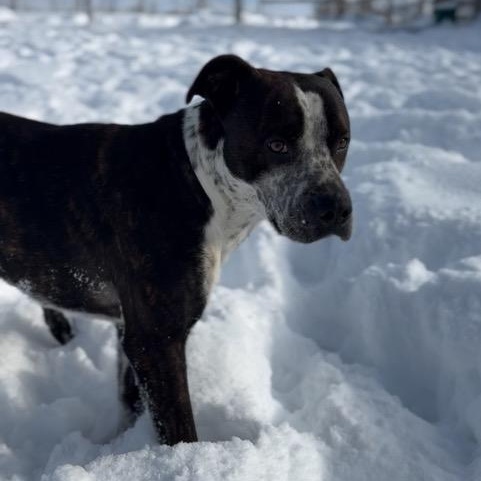 Enlarge Cujo, a ADOPTABLE mixed breed in Woodstock, ON image 4/6