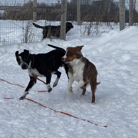Enlarge Cujo, a ADOPTABLE mixed breed in Woodstock, ON image 5/6