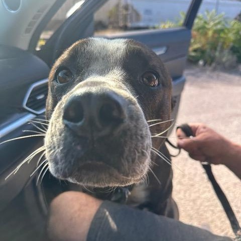 Enlarge Cujo, a ADOPTABLE mixed breed in Woodstock, ON image 6/6