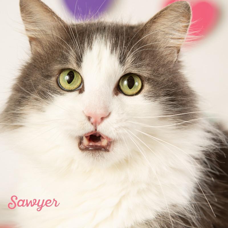 Sawyer, Adoptable, Adult Male Domestic Long Hair.