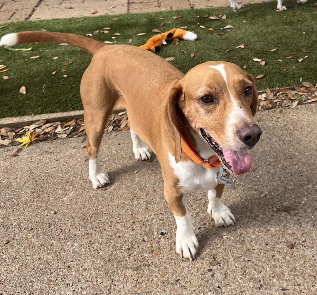 Ranger, a ADOPTABLE Beagle in Tomball, TX image 3/6