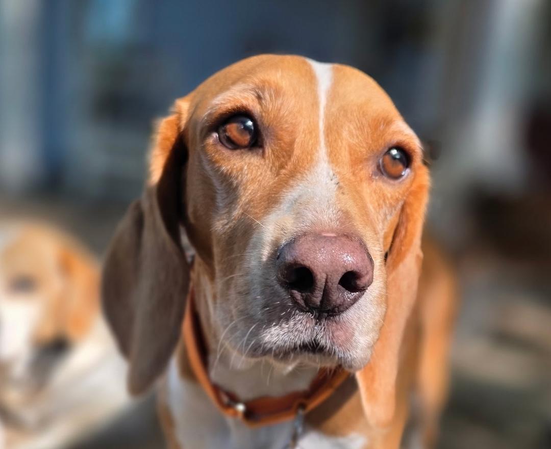Ranger, a ADOPTABLE Beagle in Tomball, TX image 6/6