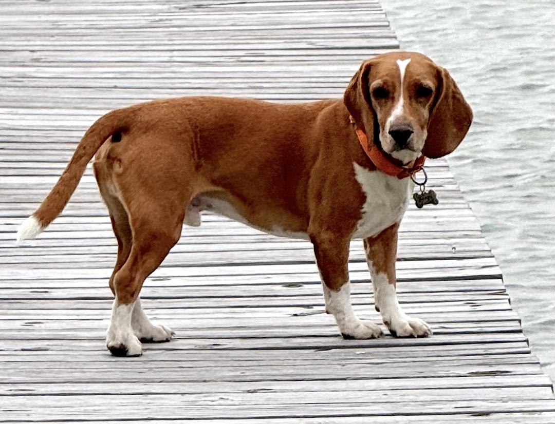 Ranger, a ADOPTABLE Beagle in Tomball, TX image 5/6