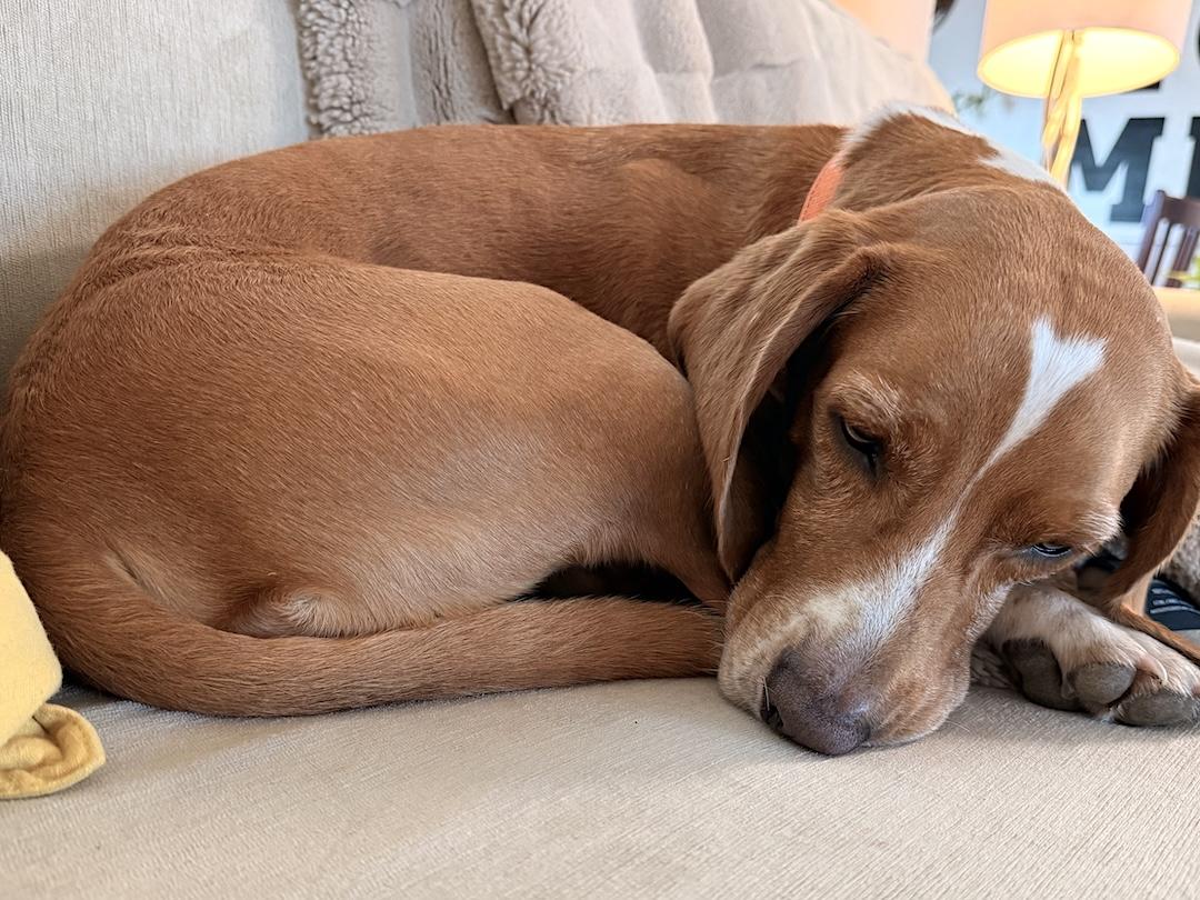 Ranger, a ADOPTABLE Beagle in Tomball, TX image 2/6