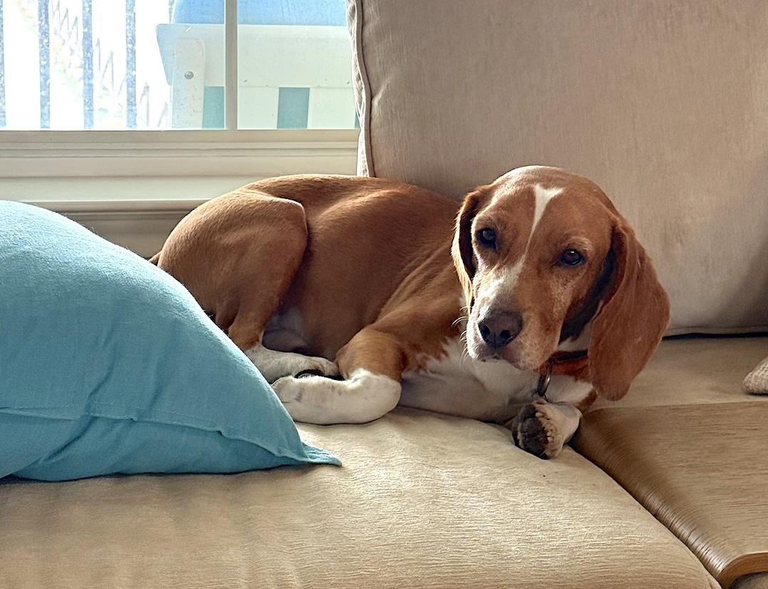 Ranger, a ADOPTABLE Beagle in Tomball, TX image 4/6