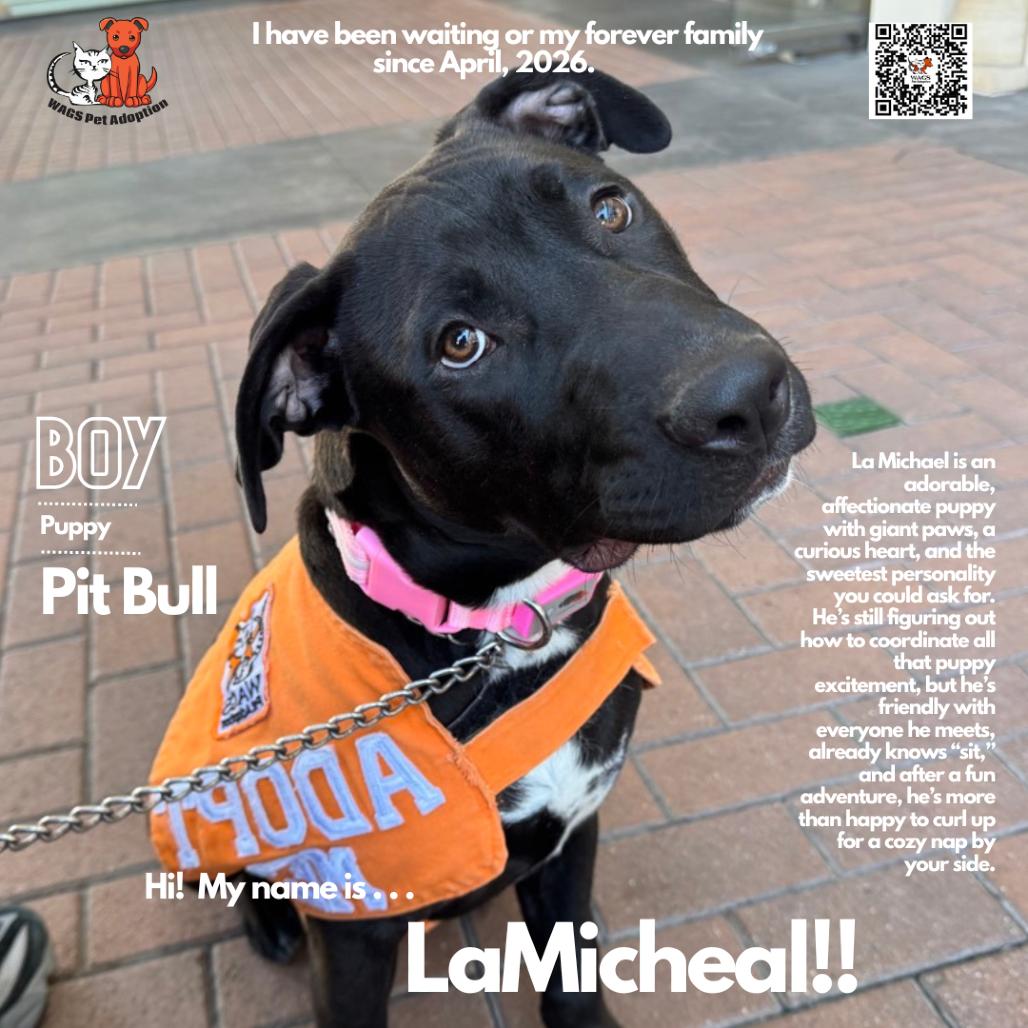 Enlarge LaMichael, a Adoptable Pit Bull Terrier in Westminster, CA image 1/2