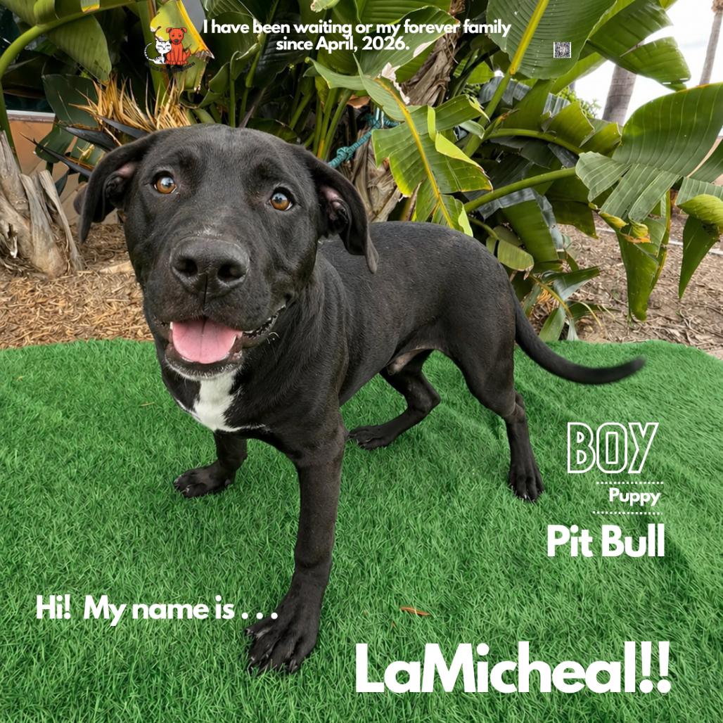 Enlarge LaMichael, a Adoptable Pit Bull Terrier in Westminster, CA image 1/1