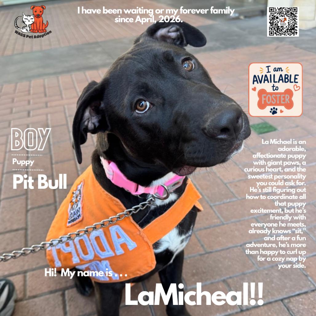 LaMichael, a Adoptable Pit Bull Terrier in Westminster, CA image 2/2