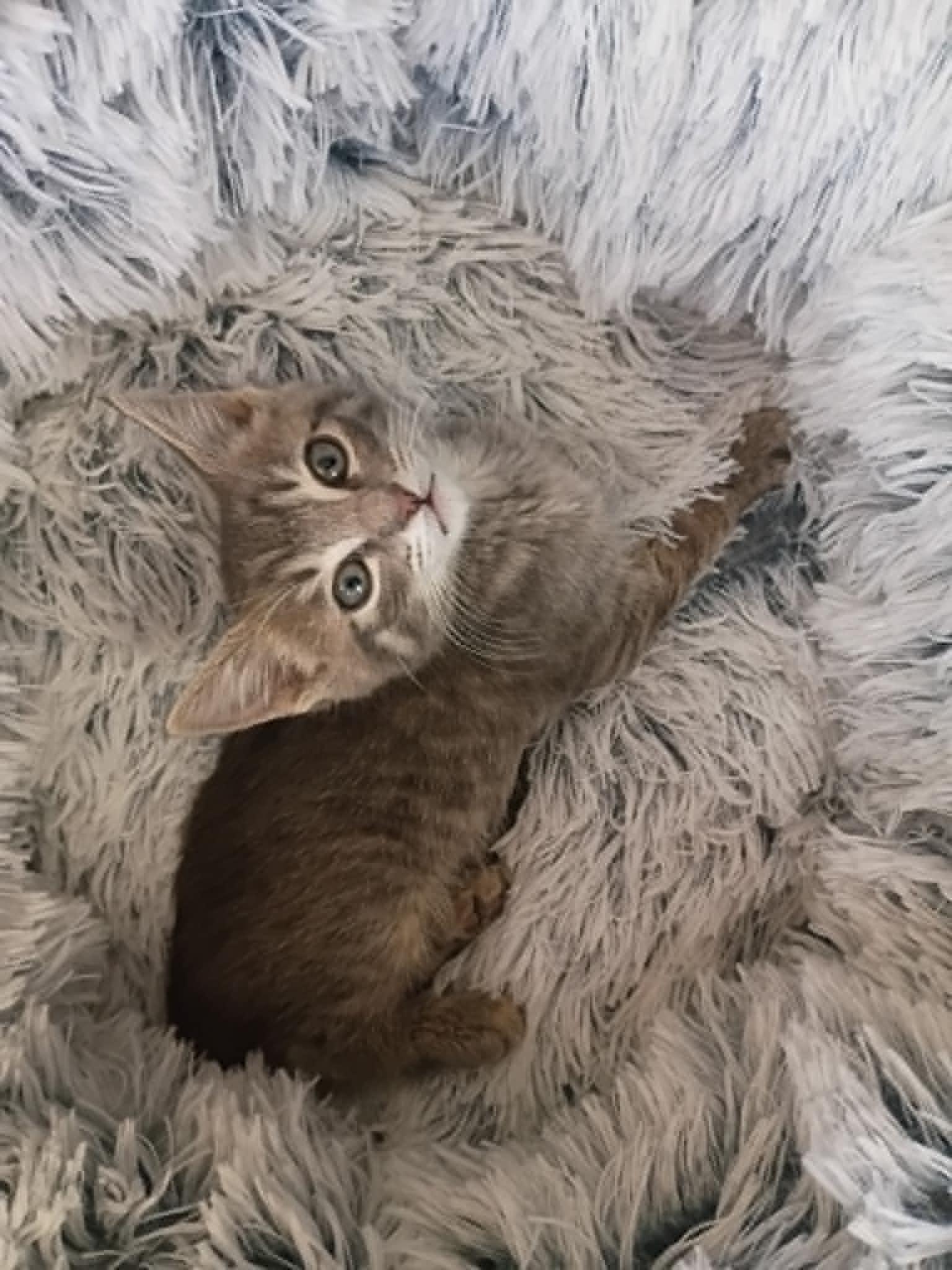 Billy Boss, a ADOPTABLE Domestic Short Hair in Tehachapi, CA image 2/4