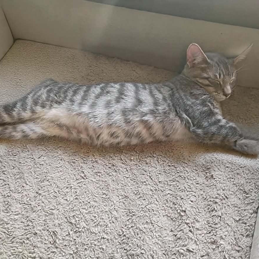 Billy, Adoptable, Kitten Male Domestic Short Hair.