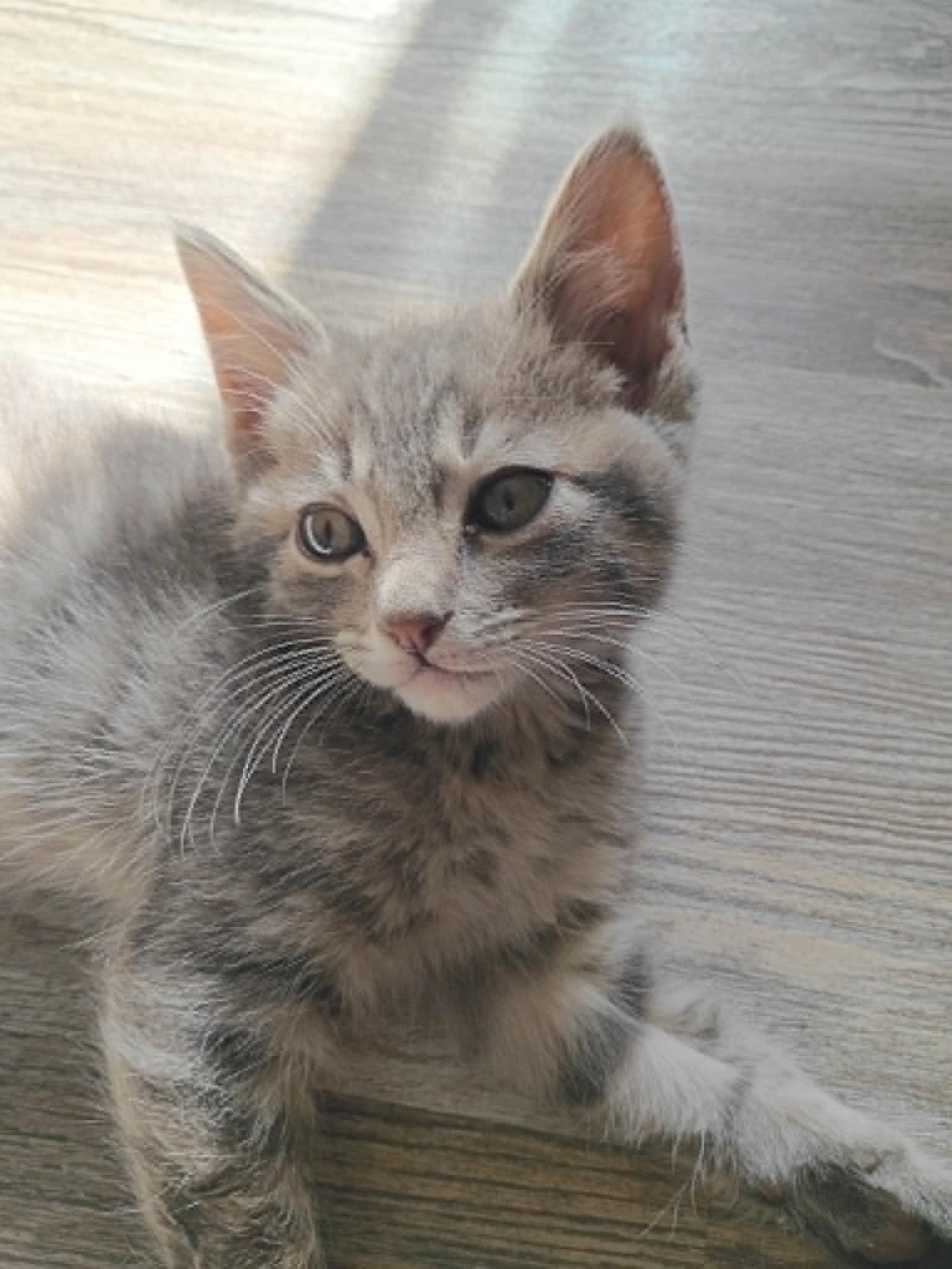 Billy Boss, ADOPTABLE, Kitten Male Domestic Short Hair.