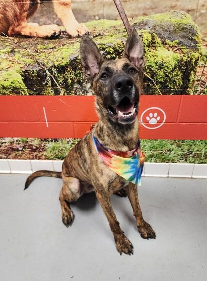 Dingo, a Adoptable Shepherd in Lafayette, IN image 1/2