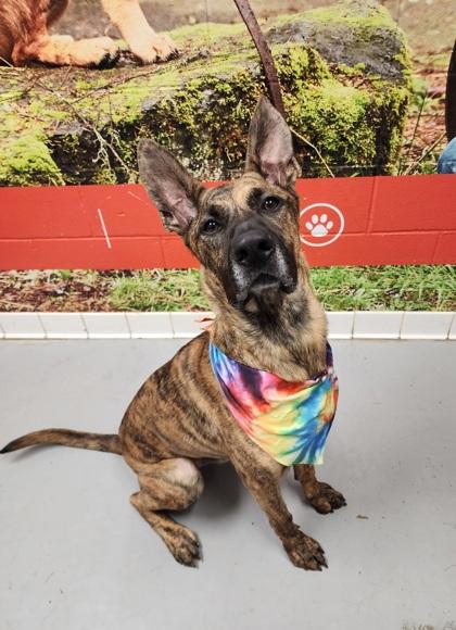 Dingo, a Adoptable Shepherd in Lafayette, IN image 2/2