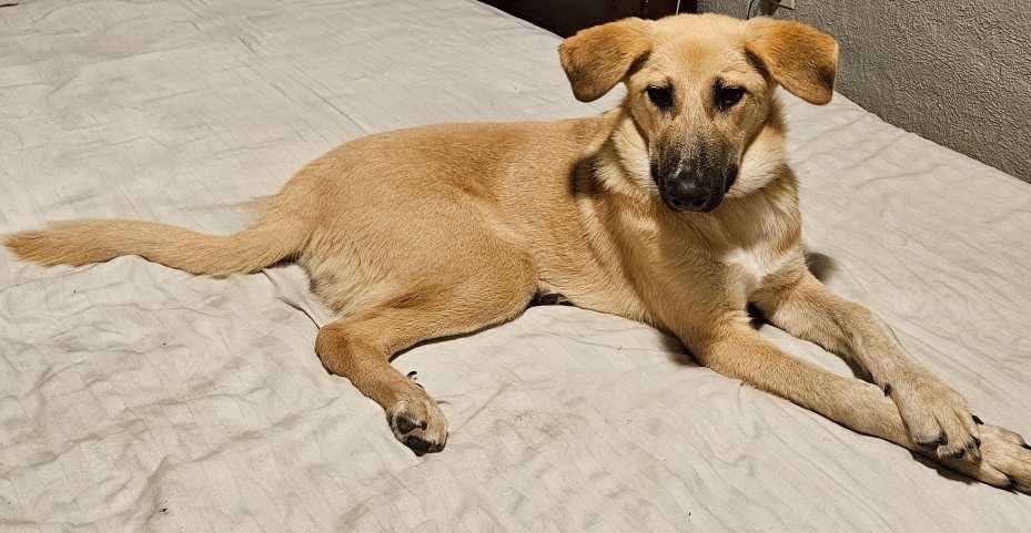 Macy, ADOPTABLE, Young Female Shepherd.
