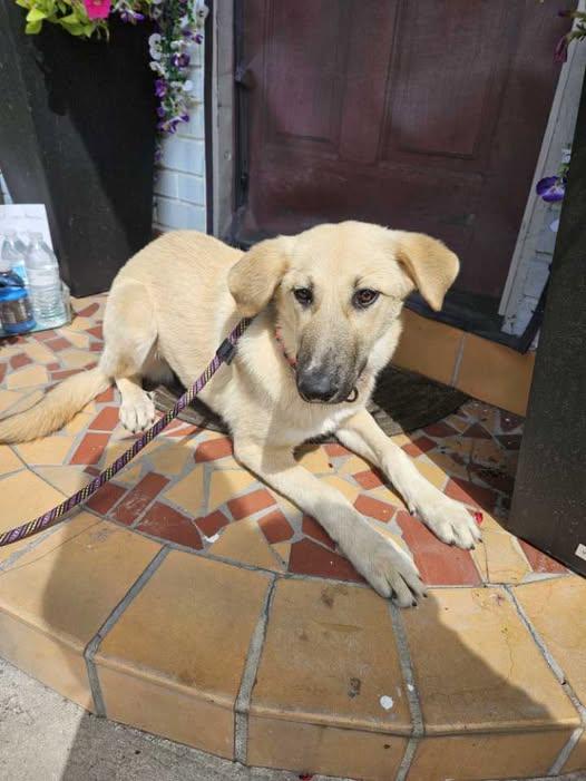 Enlarge Macy, a ADOPTABLE mixed breed in Saint Petersburg, FL image 1/1