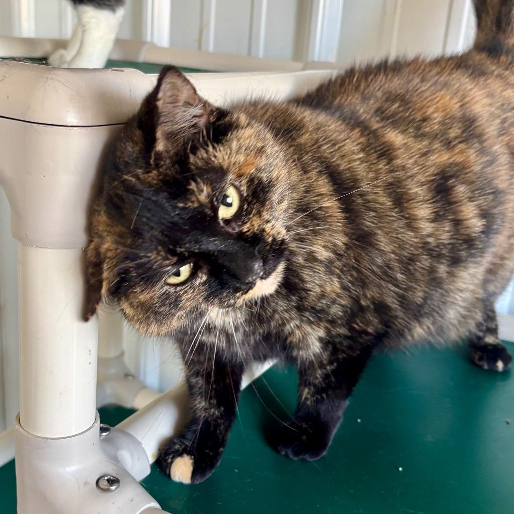 Ice, Adoptable, Adult Female Domestic Short Hair.