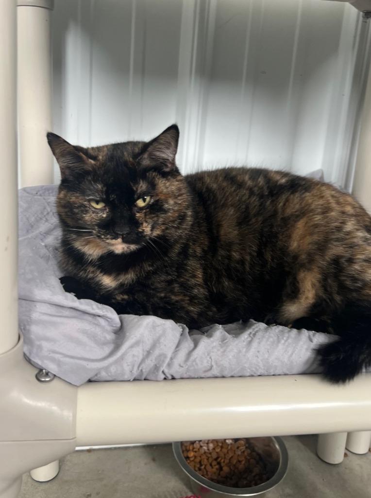 Ice, Adoptable, Adult Female Domestic Short Hair.