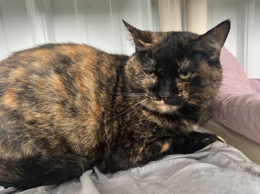 Ice, a Adoptable mixed breed in Hartford City, IN image 2/6