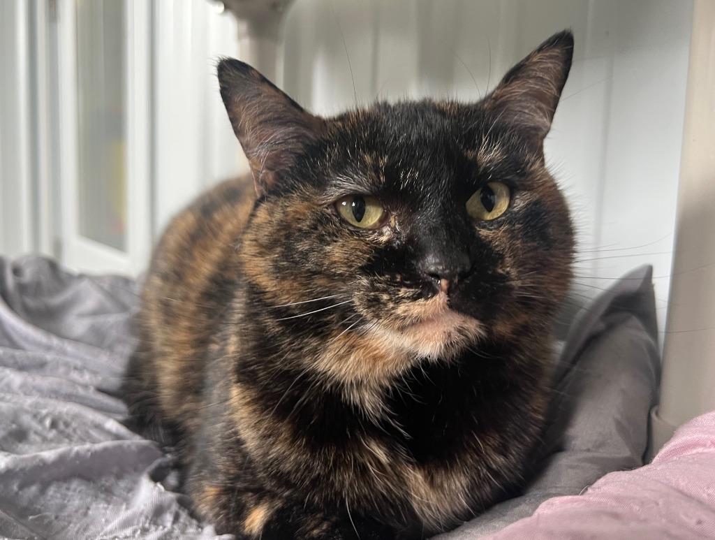 Ice, a Adoptable mixed breed in Hartford City, IN image 3/6