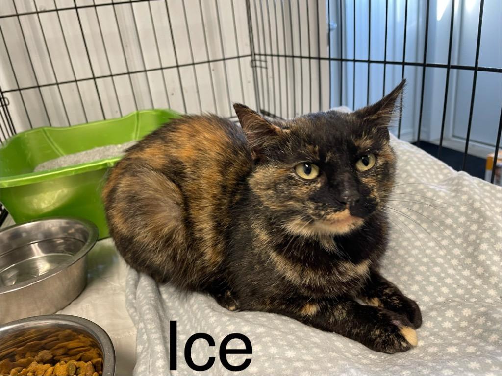 Ice, a Adoptable mixed breed in Hartford City, IN image 5/6