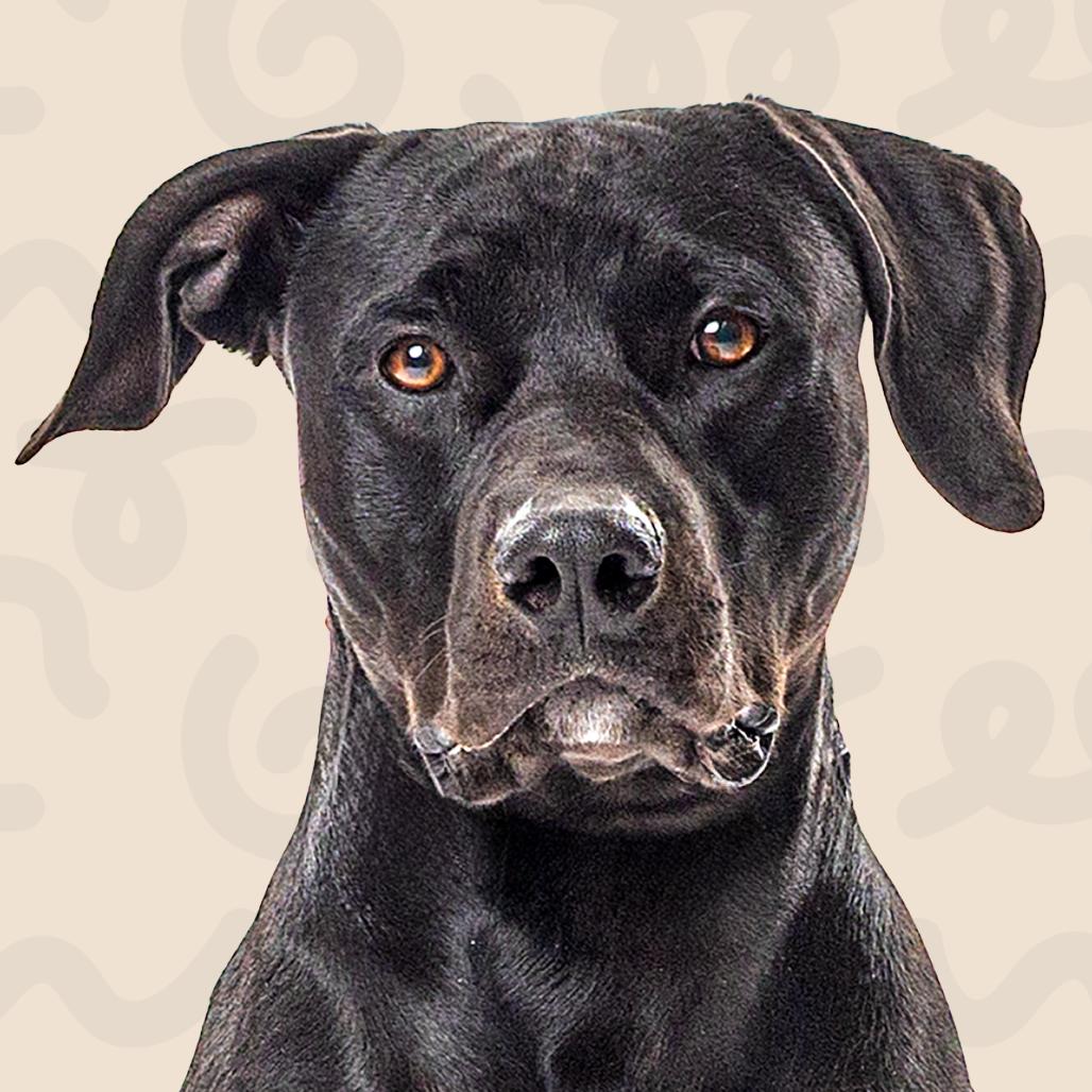 Pua, a Adoptable Pit Bull Terrier in Reno, NV image 1/4