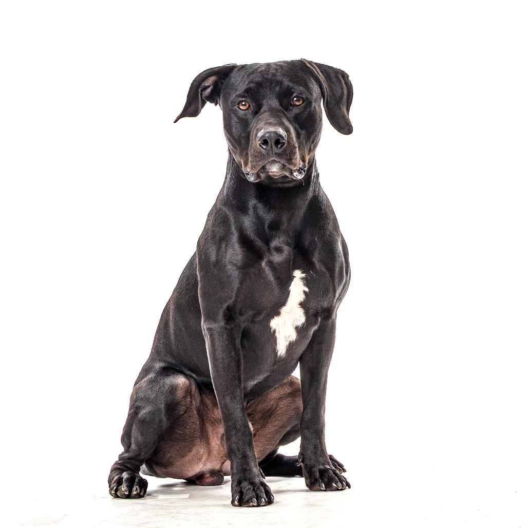Pua, a Adoptable Pit Bull Terrier in Reno, NV image 2/4