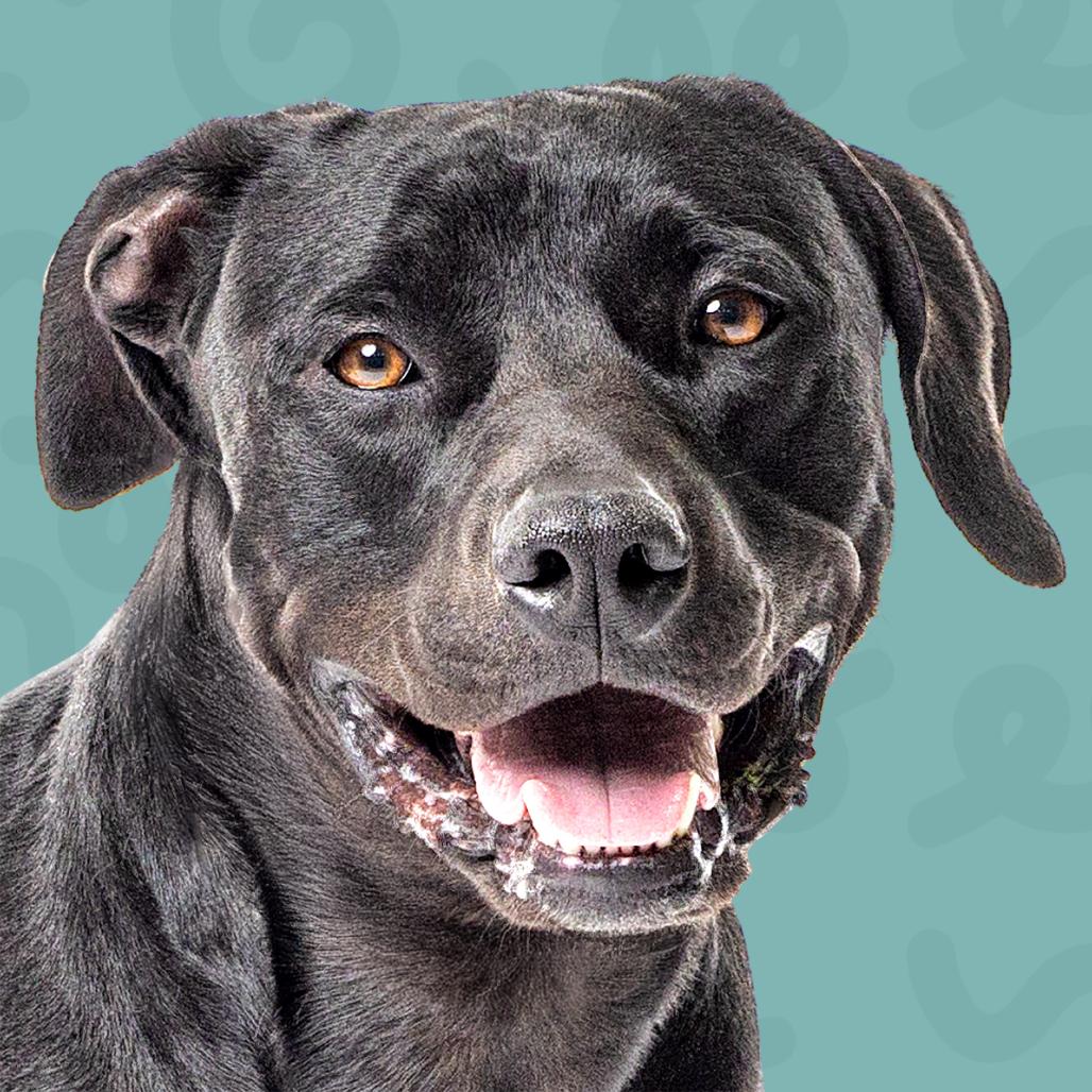 Pua, a Adoptable mixed breed in Reno, NV image 2/5