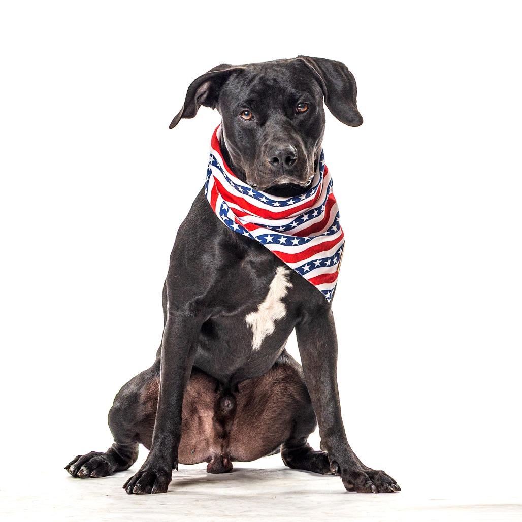 Pua, a Adoptable Pit Bull Terrier in Reno, NV image 3/4