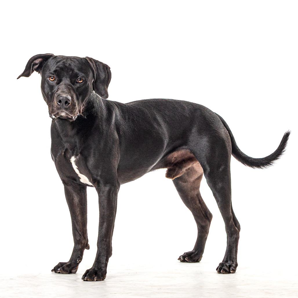 Pua, a Adoptable Pit Bull Terrier in Reno, NV image 4/4