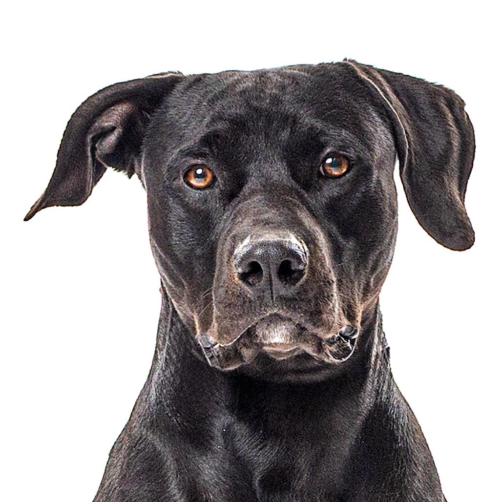 Pua, a Adoptable mixed breed in Reno, NV image 4/5