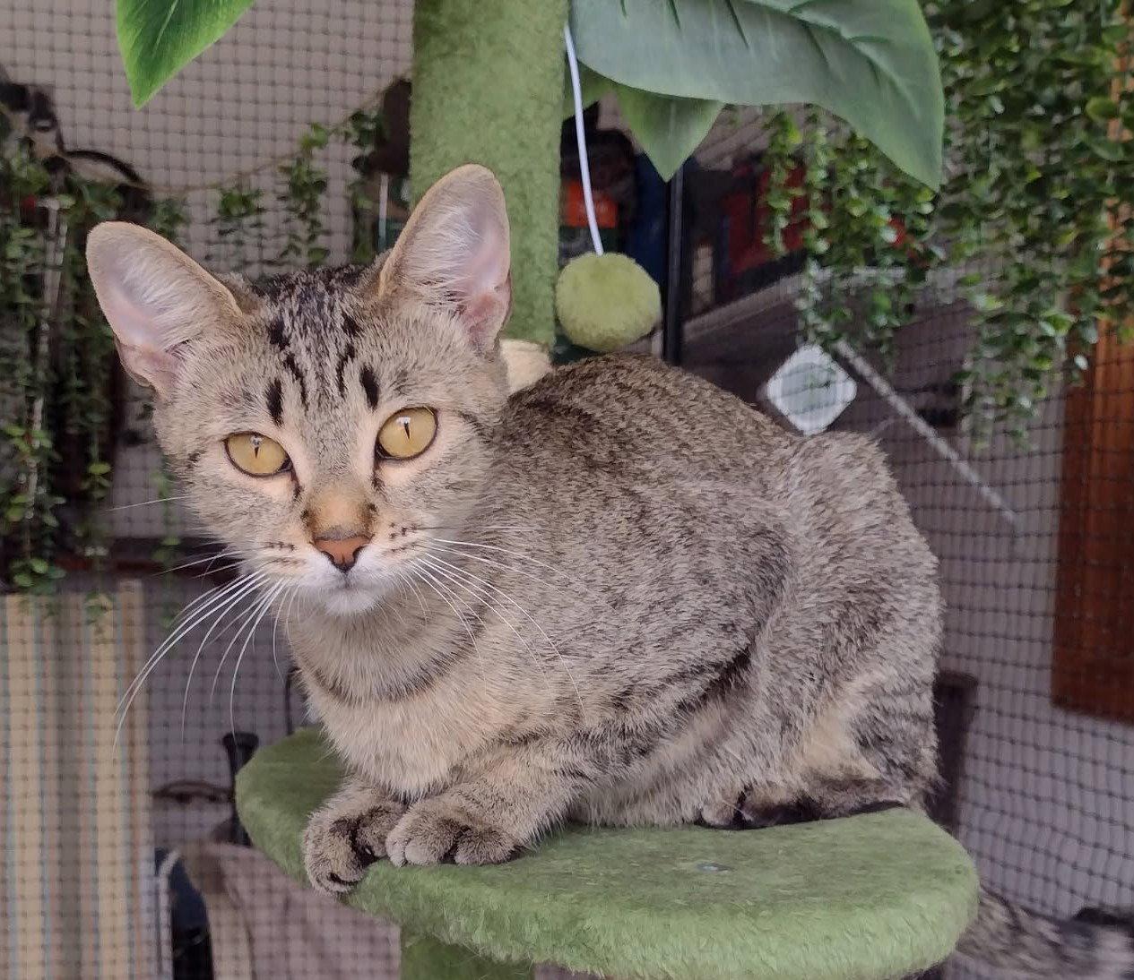 Angel, Adoptable, Adult Female Domestic Short Hair.