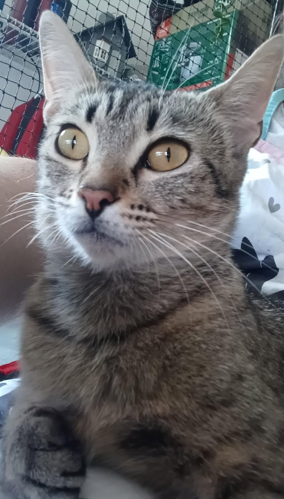 Enlarge Angel, a Adoptable Domestic Short Hair in Greenville, IL image 2/2