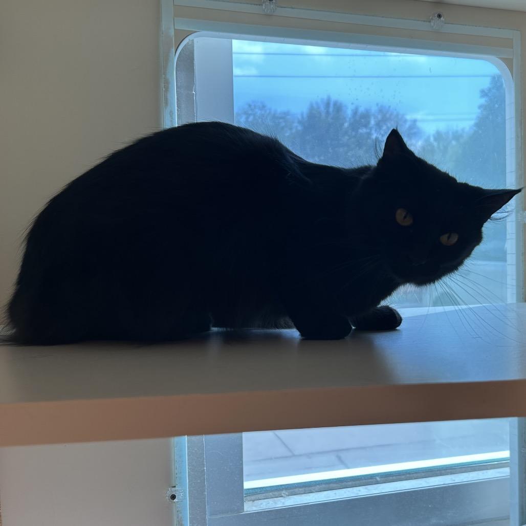 Claire, Adoptable, Adult Female Domestic Medium Hair.