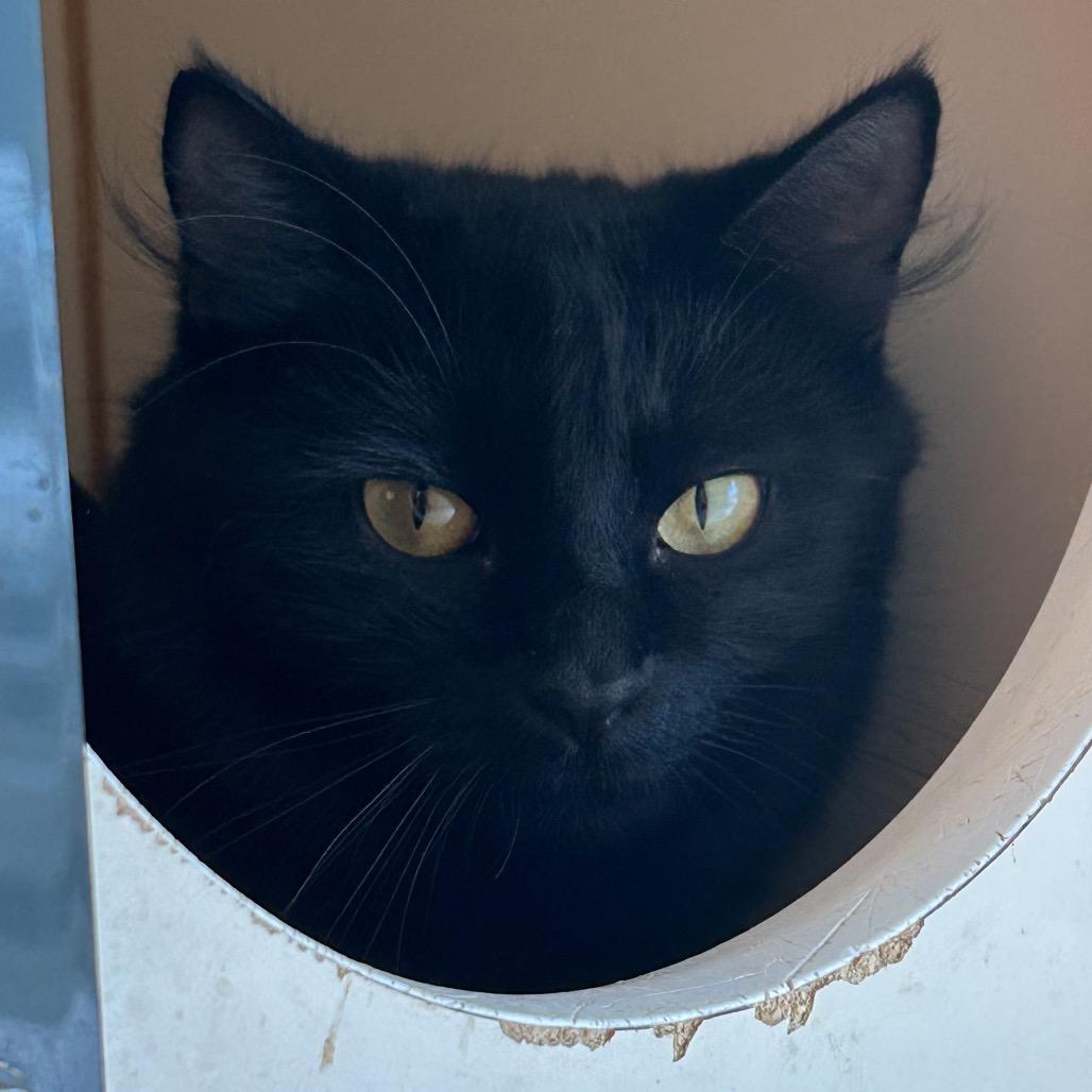 Enlarge Claire, a Adoptable Domestic Medium Hair in Norman, OK image 2/6
