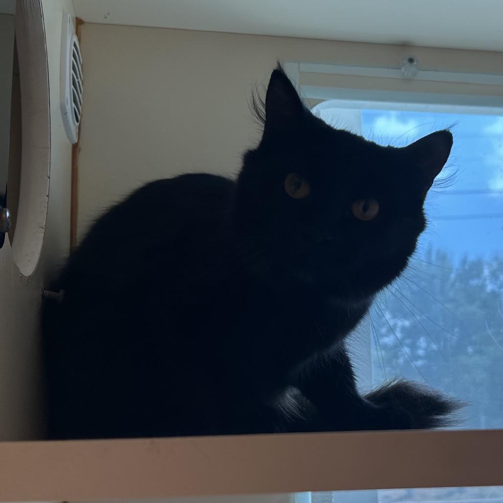 Enlarge Claire, a Adoptable Domestic Medium Hair in Norman, OK image 3/6