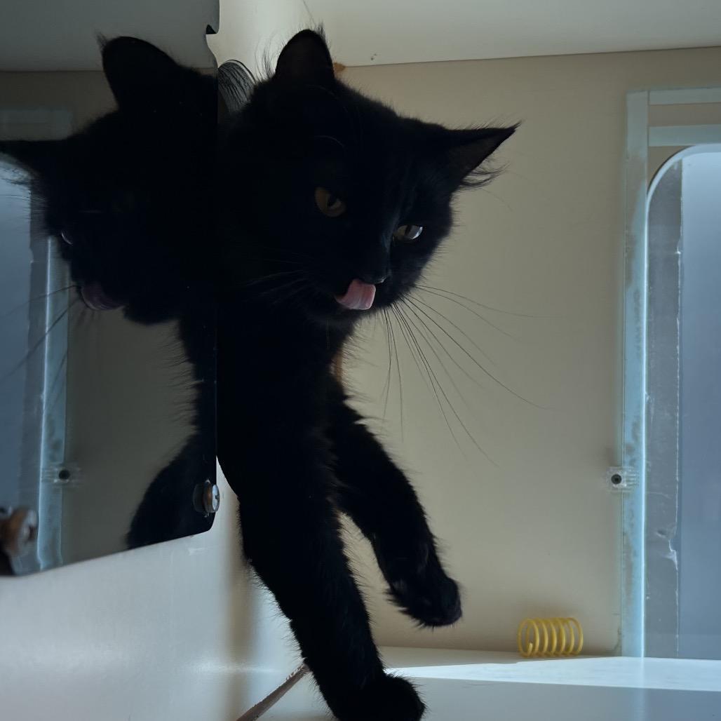 Enlarge Claire, a Adoptable Domestic Medium Hair in Norman, OK image 4/6