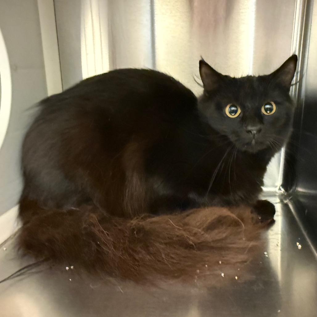 Enlarge Claire, a Adoptable Domestic Medium Hair in Norman, OK image 5/6